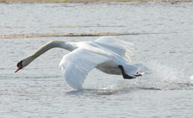 Cygne tuberculé