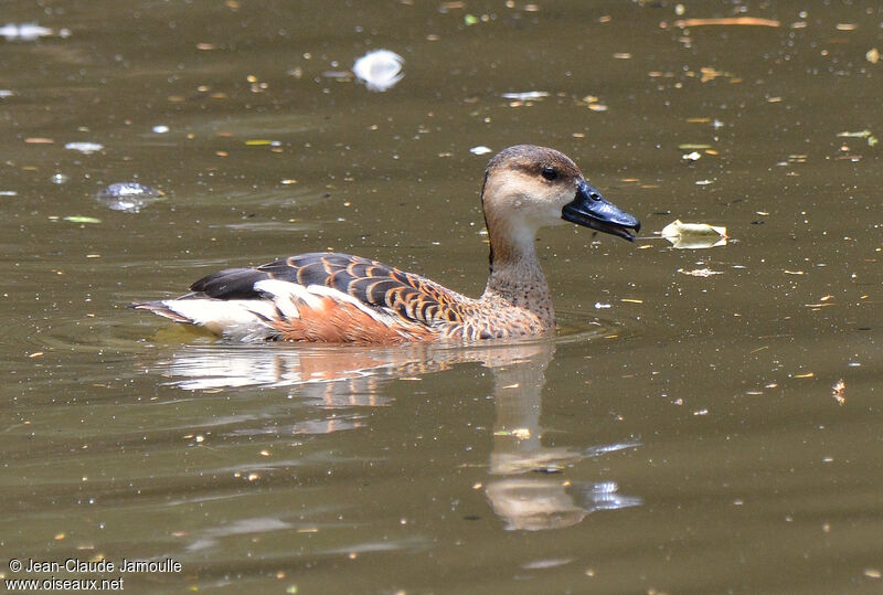 Wandering Whistling Duck, song