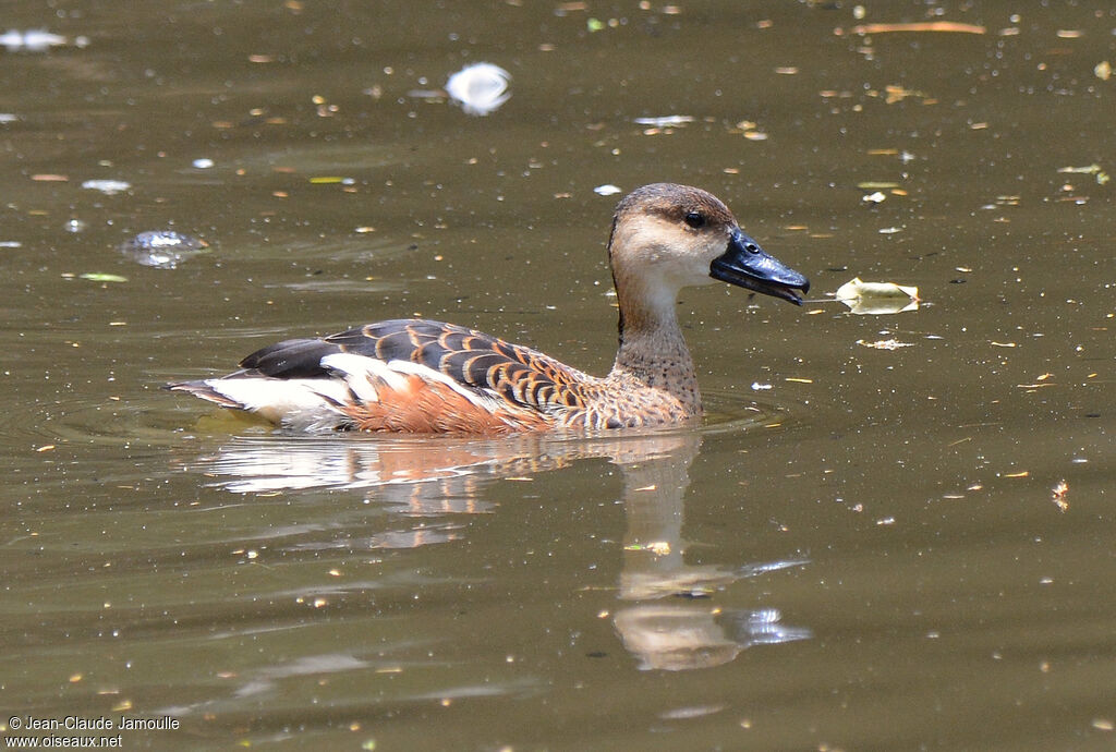 Dendrocygne à lunules, chant