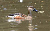 Dendrocygne à lunules