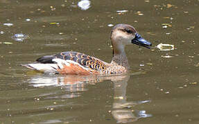 Wandering Whistling Duck