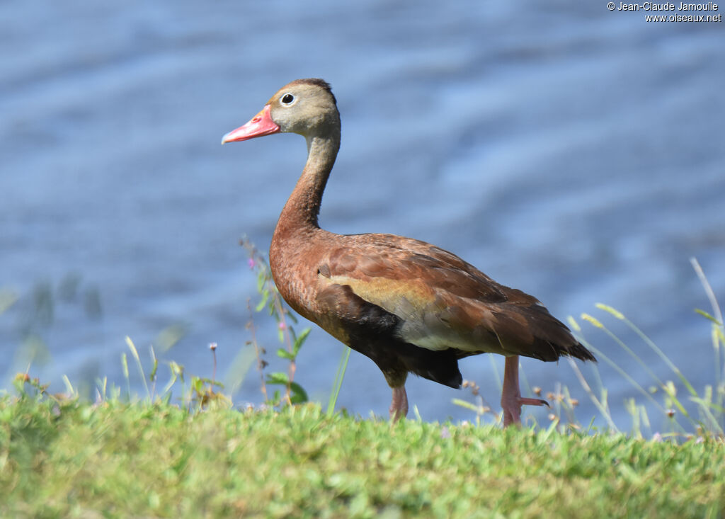 Dendrocygne à ventre noiradulte