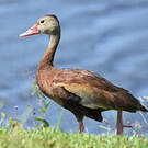 Dendrocygne à ventre noir