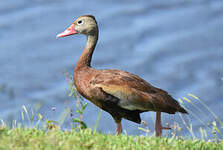 Dendrocygne à ventre noir