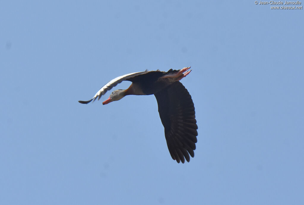 Dendrocygne à ventre noiradulte