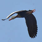 Dendrocygne à ventre noir
