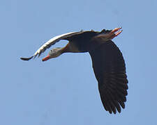 Black-bellied Whistling Duck