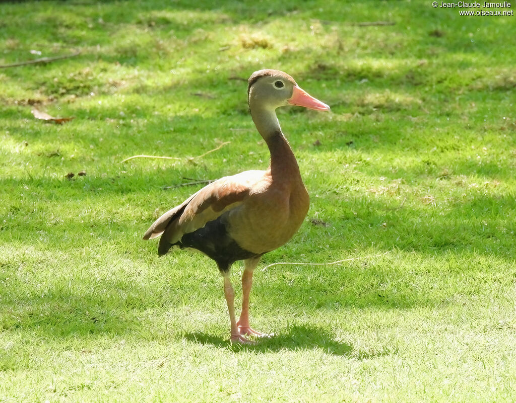 Black-bellied Whistling Duckadult