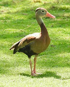 Black-bellied Whistling Duck