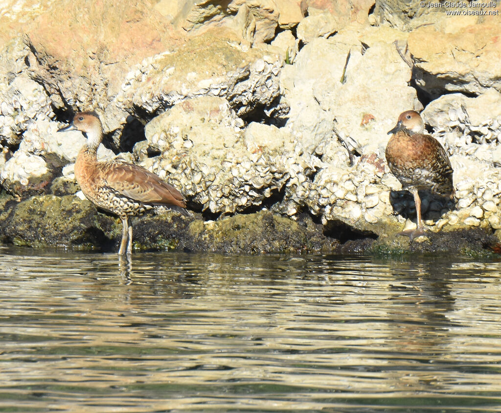 Dendrocygne des Antilles