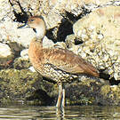 Dendrocygne des Antilles