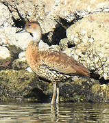 Dendrocygne des Antilles