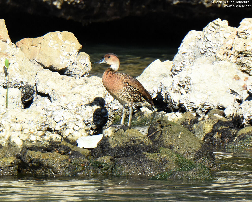 Dendrocygne des Antilles