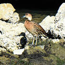 Dendrocygne des Antilles