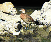 Dendrocygne des Antilles