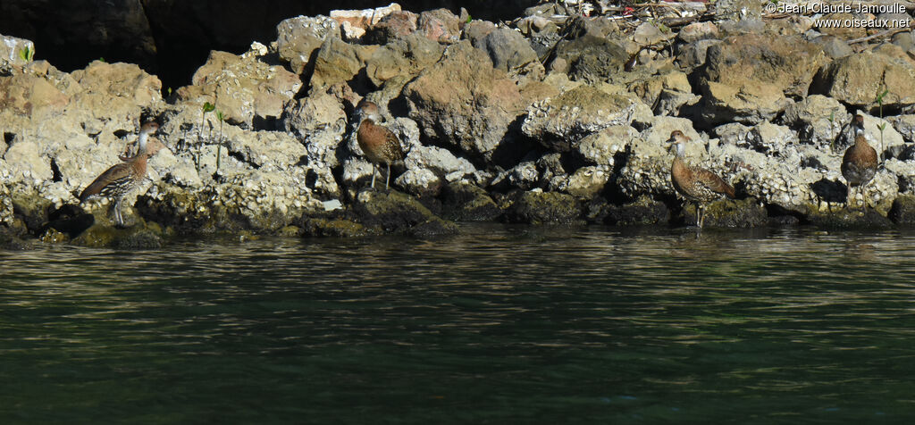 Dendrocygne des Antilles