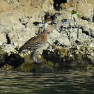 Dendrocygne des Antilles