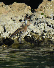 Dendrocygne des Antilles