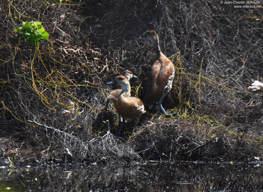 Dendrocygne des Antilles