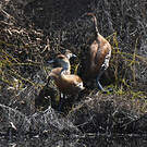 Dendrocygne des Antilles