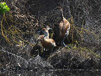 Dendrocygne des Antilles