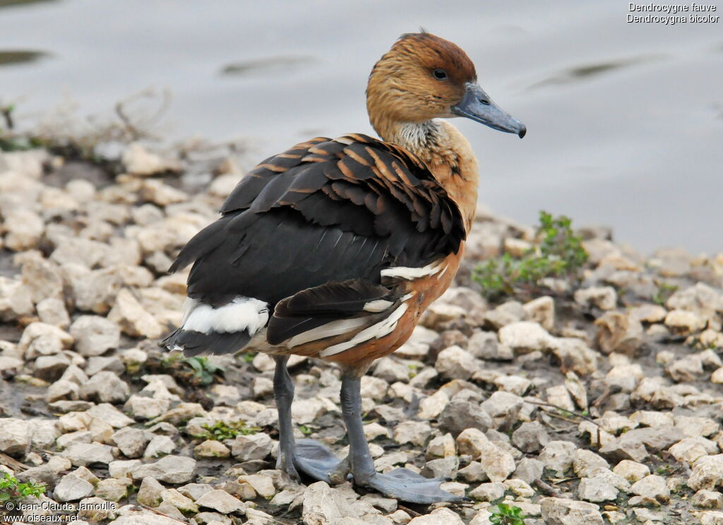 Dendrocygne fauveadulte