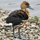 Dendrocygne fauve