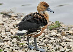 Fulvous Whistling Duck