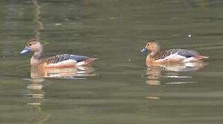 Lesser Whistling Duck