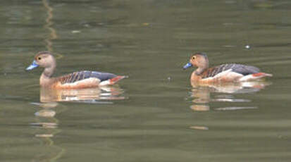 Dendrocygne siffleur