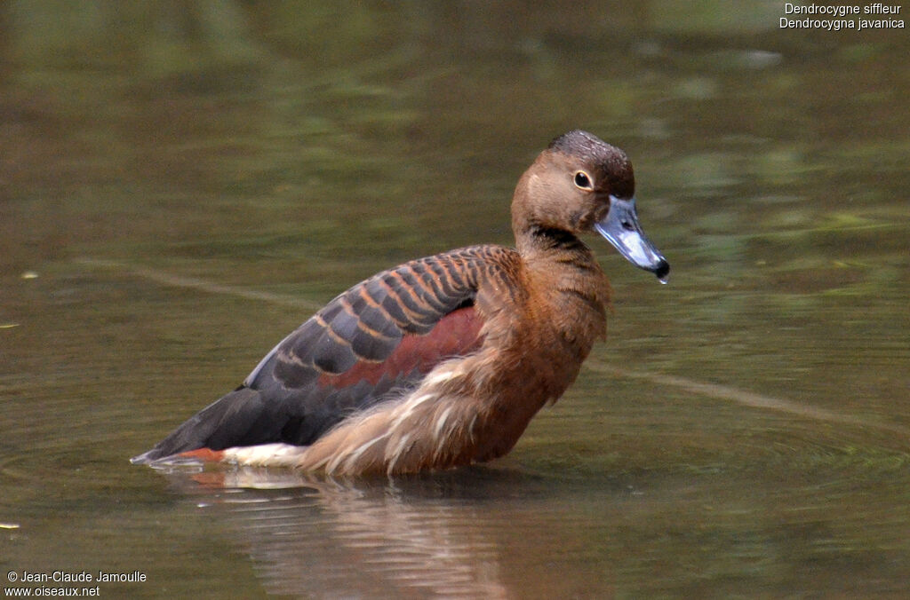 Dendrocygne siffleur, Comportement