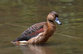 Lesser Whistling Duck