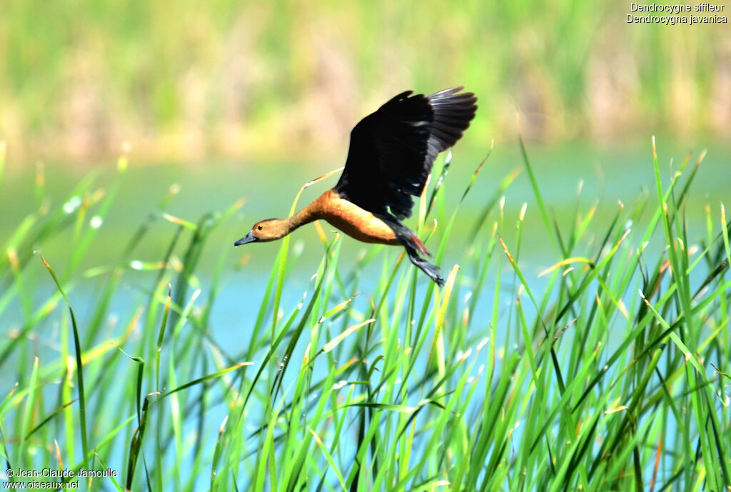 Dendrocygne siffleur, Vol