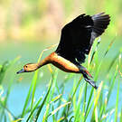 Dendrocygne siffleur