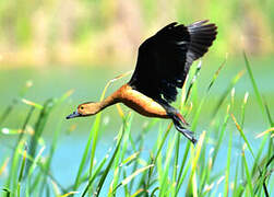 Lesser Whistling Duck