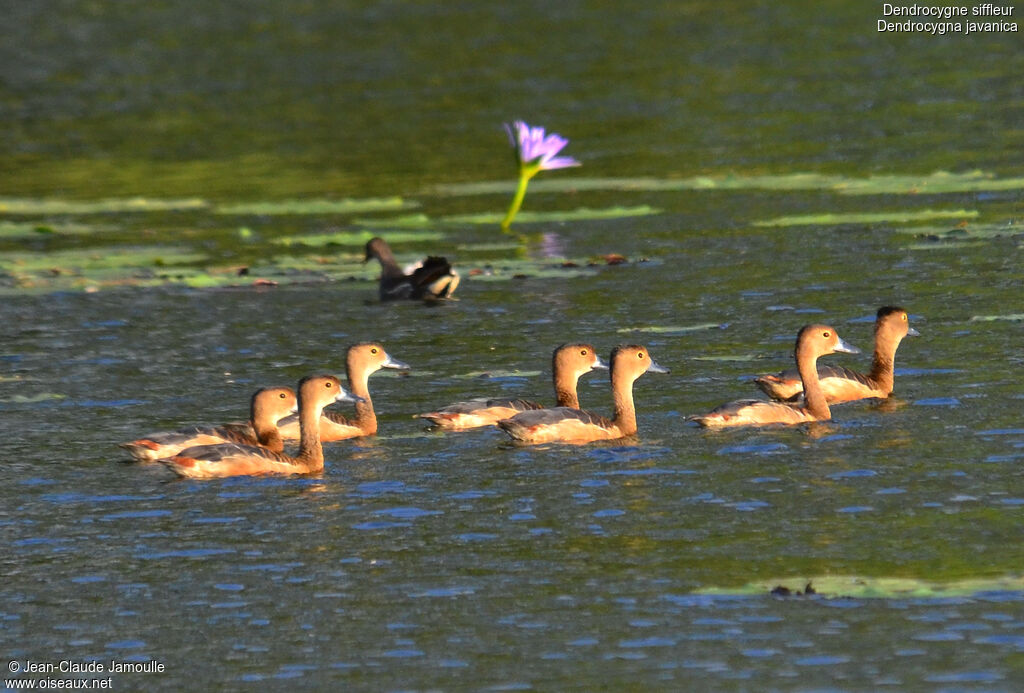 Dendrocygne siffleur, Comportement