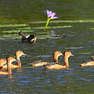 Dendrocygne siffleur