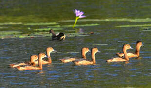 Lesser Whistling Duck