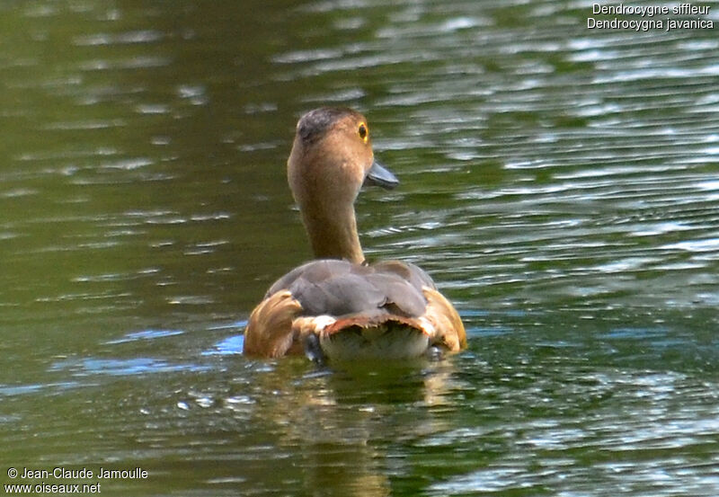 Lesser Whistling Duck, Behaviour