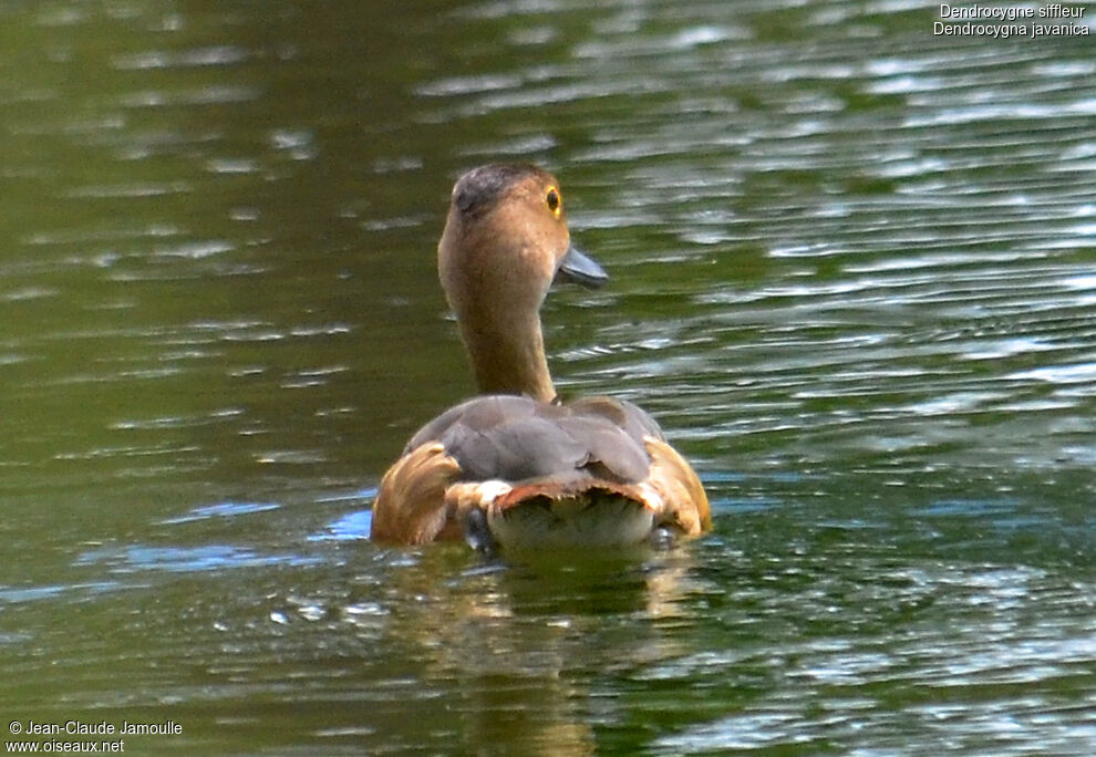 Dendrocygne siffleur, Comportement