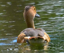 Lesser Whistling Duck