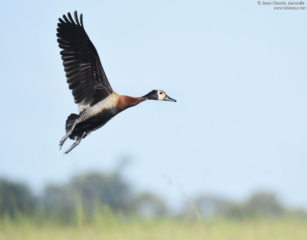 White-faced Whistling Duck