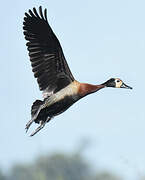 White-faced Whistling Duck