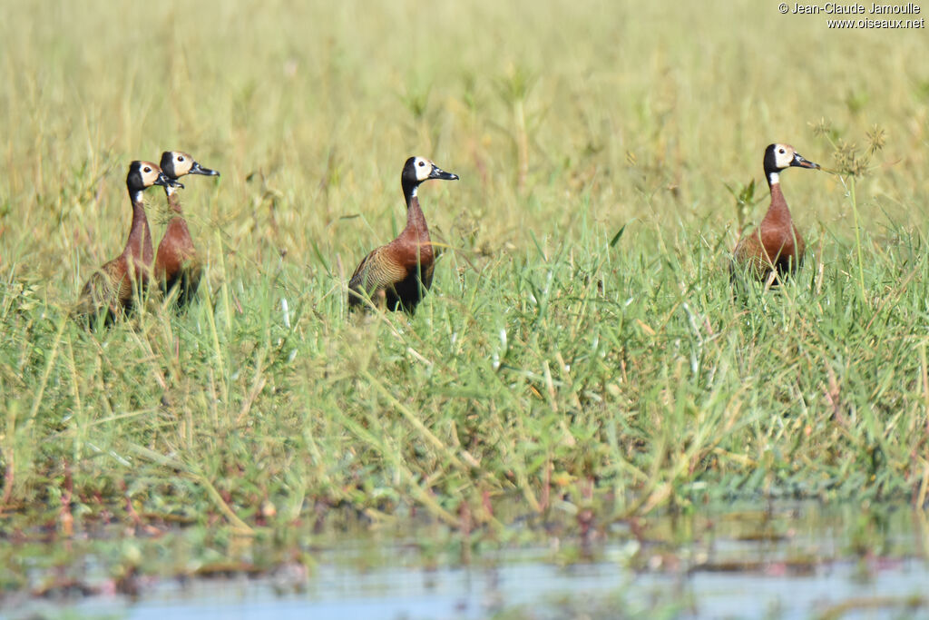 White-faced Whistling Duck