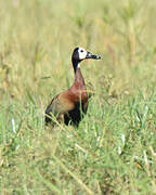 White-faced Whistling Duck