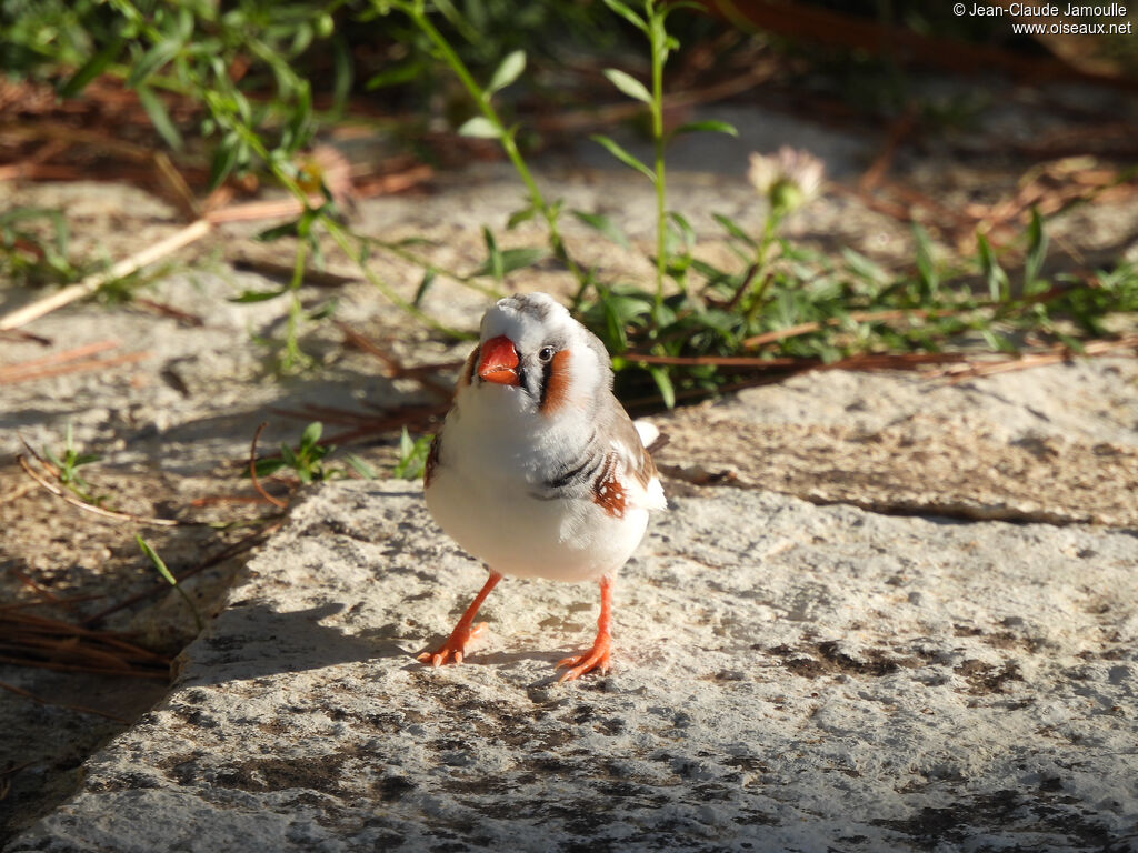 Sunda Zebra Finch male