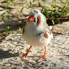 Diamant mandarin
