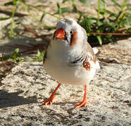 Zebra Finch