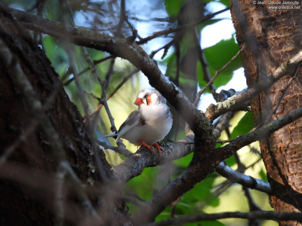 Zebra Finch