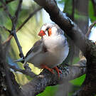 Diamant mandarin